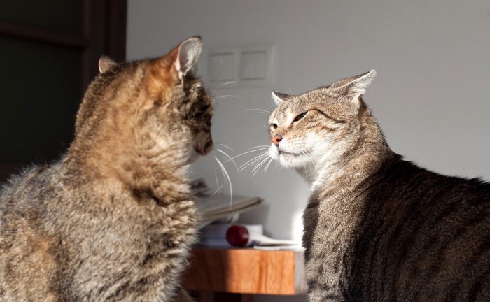 見つめあう猫