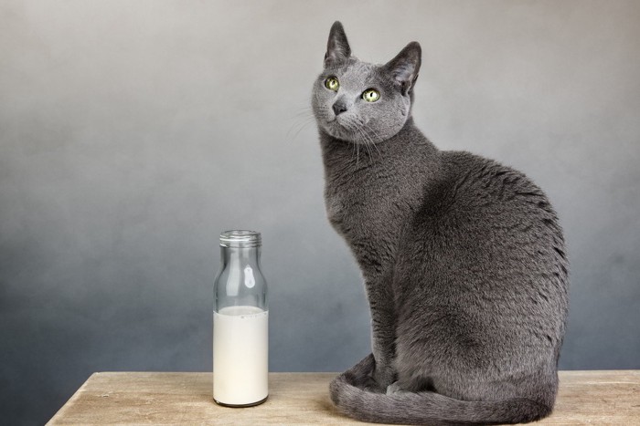 子猫と一緒にミルクを飲む少女