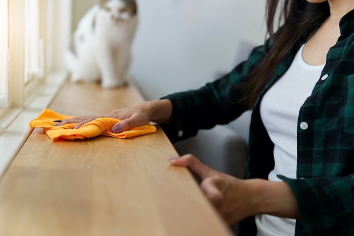 拭き掃除をする飼い主と座る猫