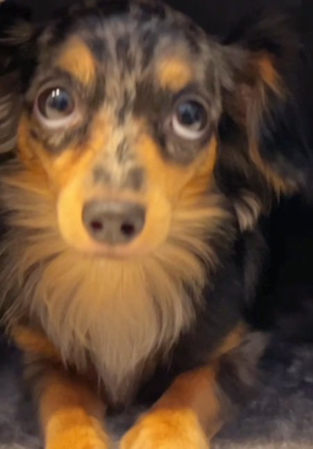 上目遣いの犬