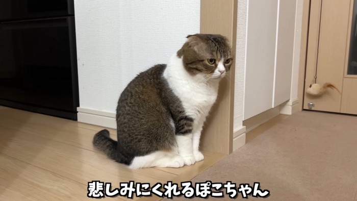 座る猫