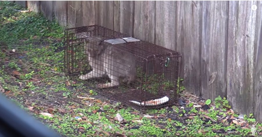 捕獲器の中の猫