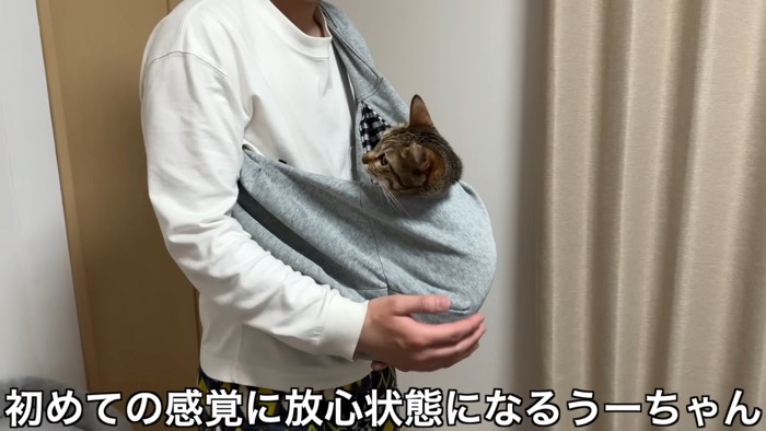 抱っこ紐に入るキジトラ猫