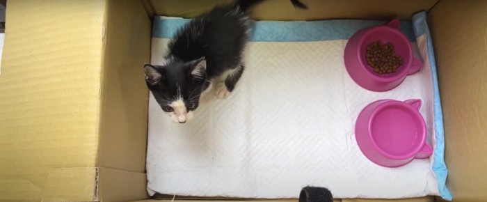 段ボールハウスの中にいる子猫