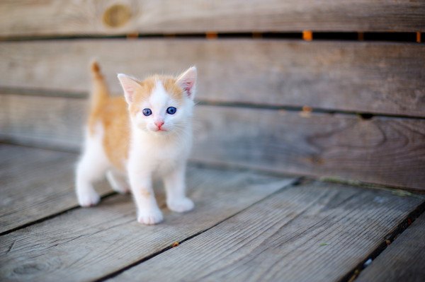 茶色と白の子猫