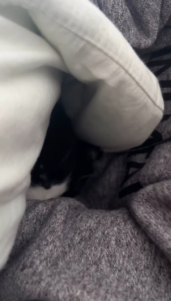 カメラの前から姿を消す猫