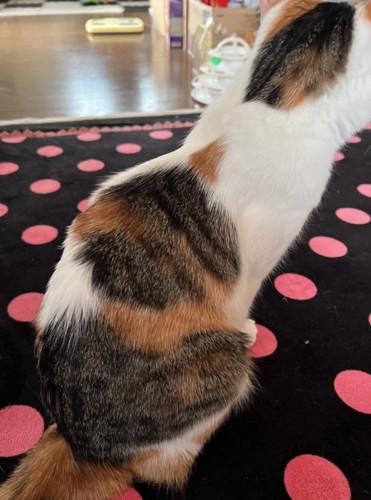 座ったミクちゃん