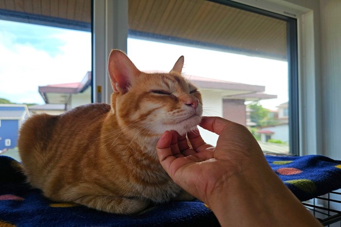 大人しい猫