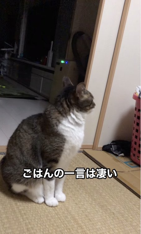 顔を背ける猫