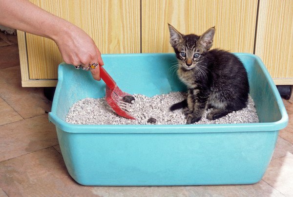 トイレを綺麗にされている猫