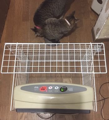 ストーブの前に猫が2匹いる。（猫たちが手前に写っている）