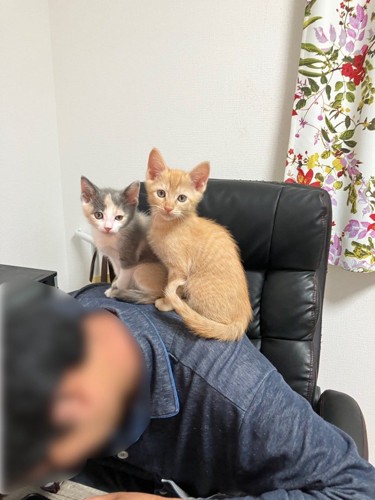 ご主人の上に座る猫