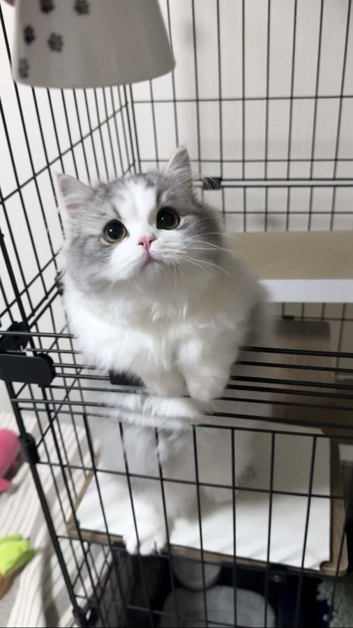 ケージに前足をかけて、飼い主が持っている皿に顔を近づける猫