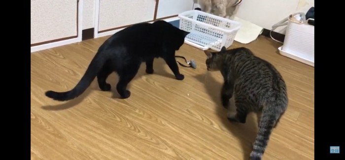 いいもの見つけた