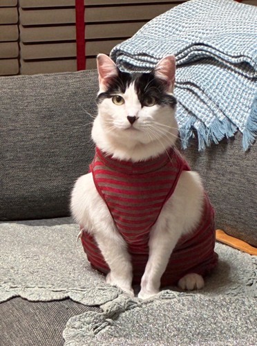 服を着て腕周りが盛り上がった猫の写真