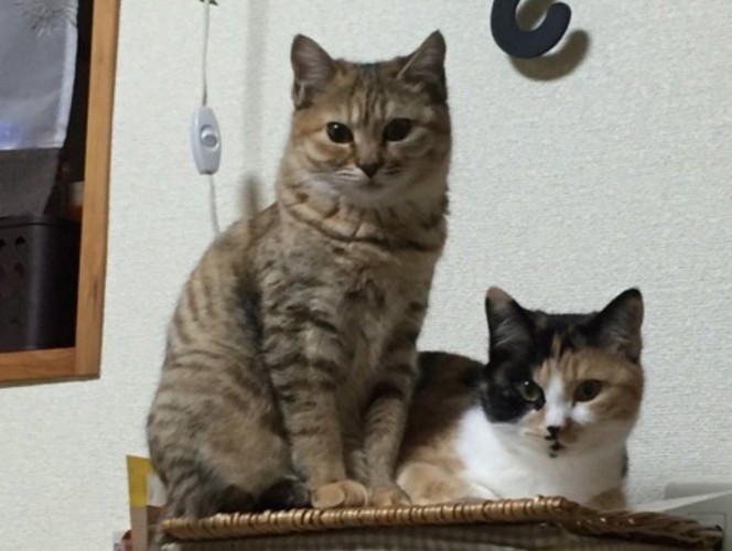 並んでお澄ましをする姉妹猫