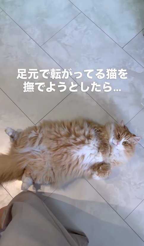 へそ天をしている猫(尻尾見切れ)