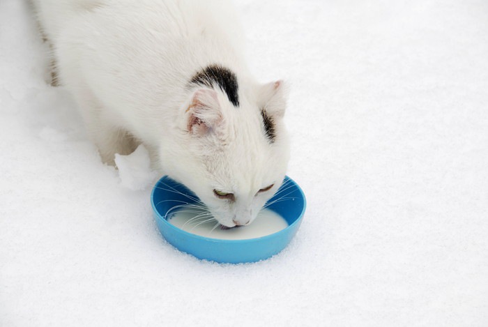 牛乳を飲む猫