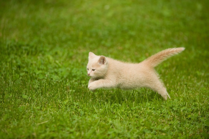 原っぱでジャンプする猫