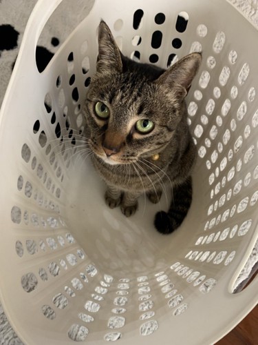 洗濯かごに入る猫