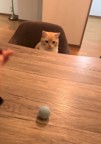 テーブルの上の毛玉を見る猫