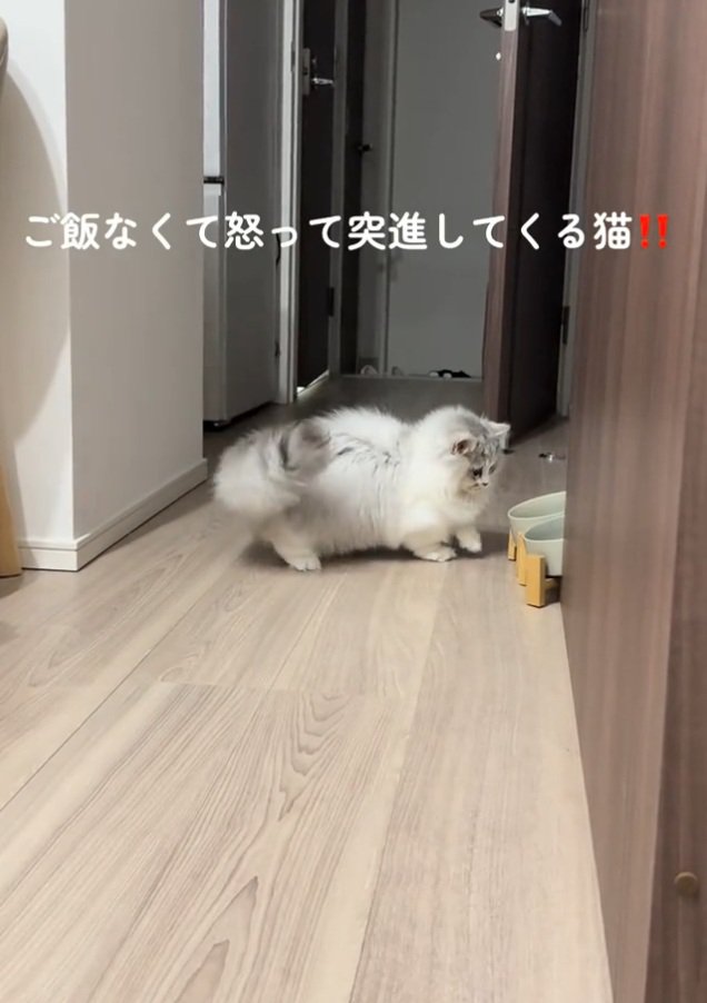 お皿を覗く猫