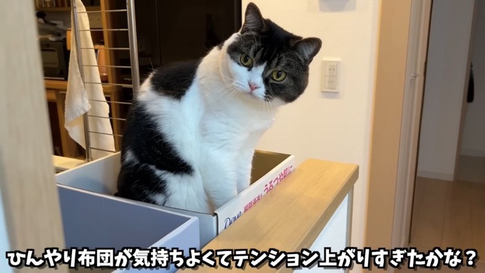 おすわりする黒白の猫