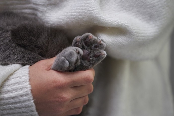 両手をつかまれる猫