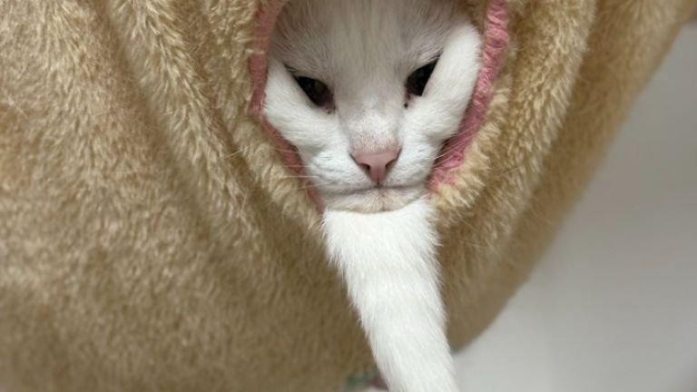 ハンモックにいる猫