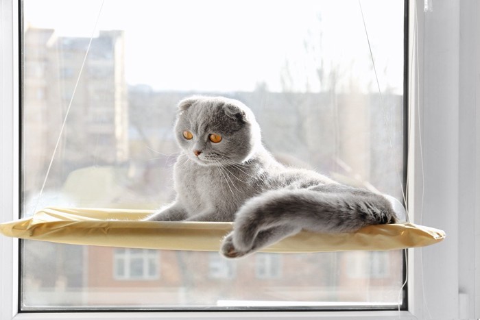 猫専用窓