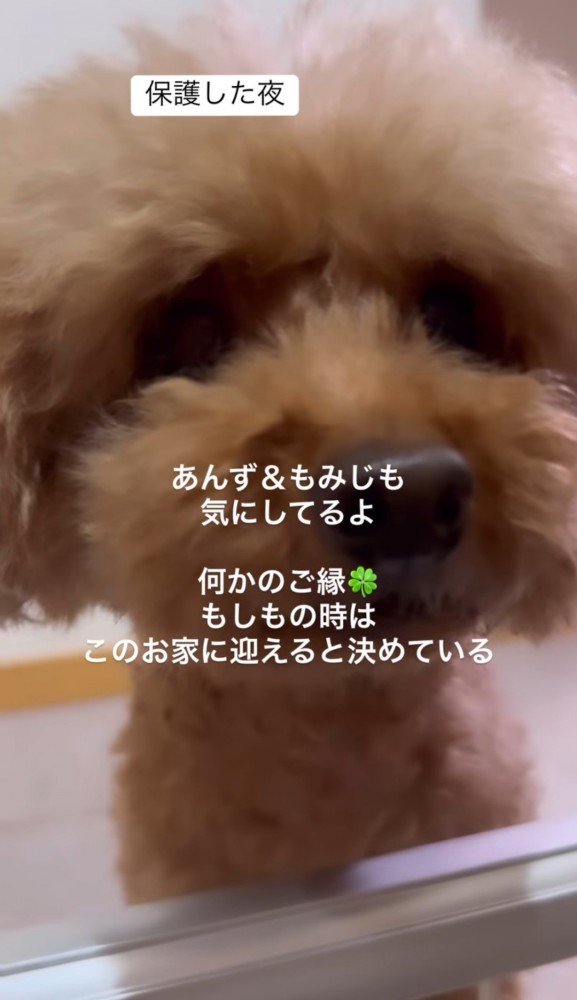 犬の顔のアップ