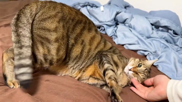 寝ころびつつお尻を持ち上げる猫