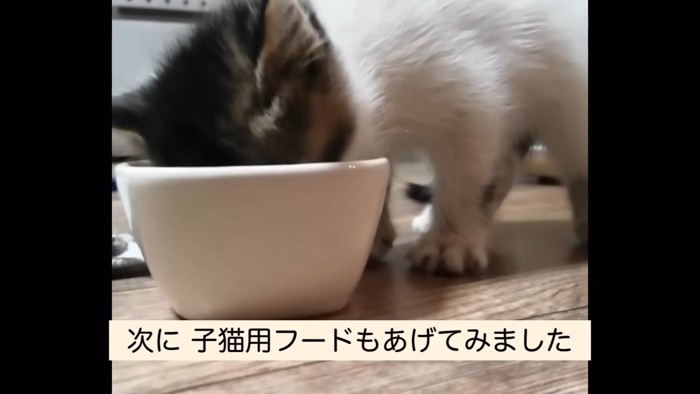 食事中のきゅっきゅちゃん