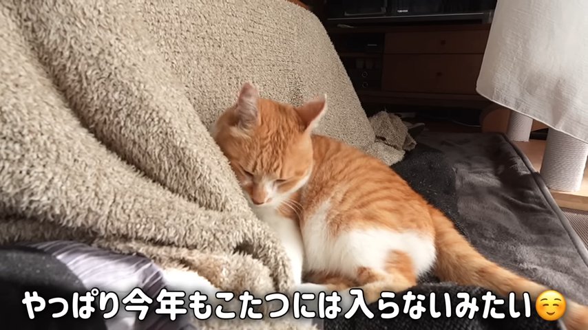 こたつ布団に寄りかかる猫