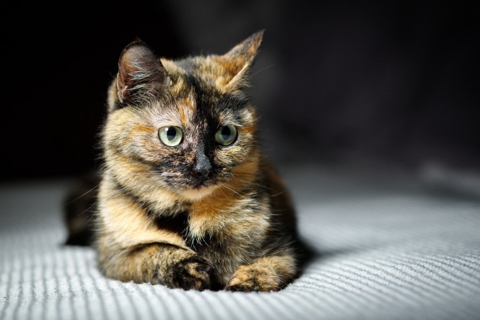 座るべっこう猫
