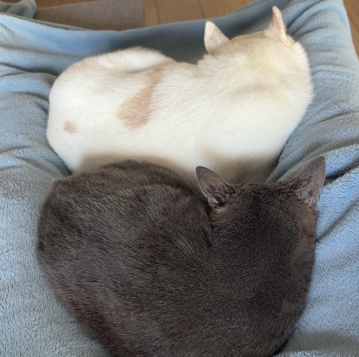 猫さんにおしまいと言われた犬さん