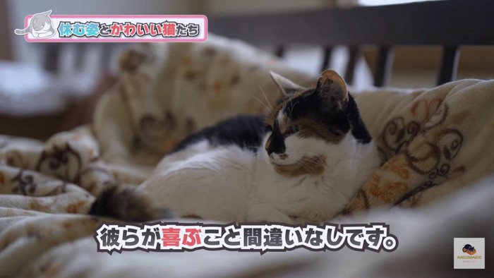 ソファの上の三毛猫