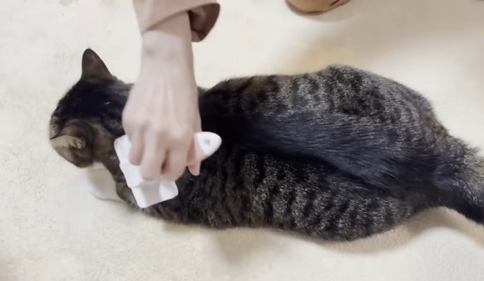 ブラッシングしてもらっている猫