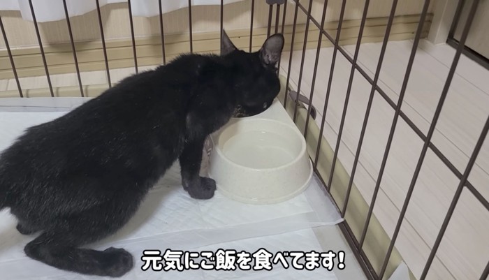 お風呂後の子猫は警戒心ゼロ