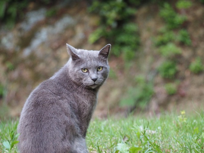 こちらを振り返る外猫