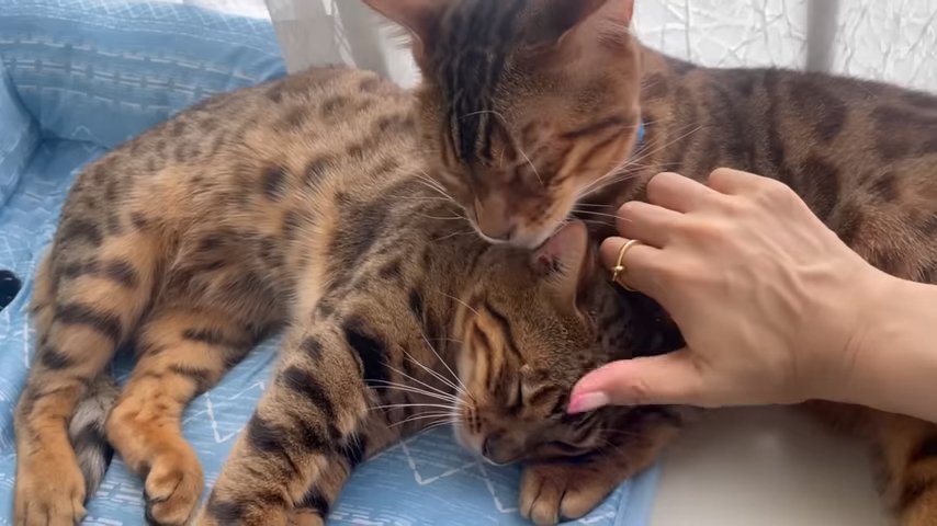 毛づくろいされなでられる寝そべる猫