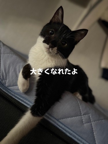 前足をおろす猫