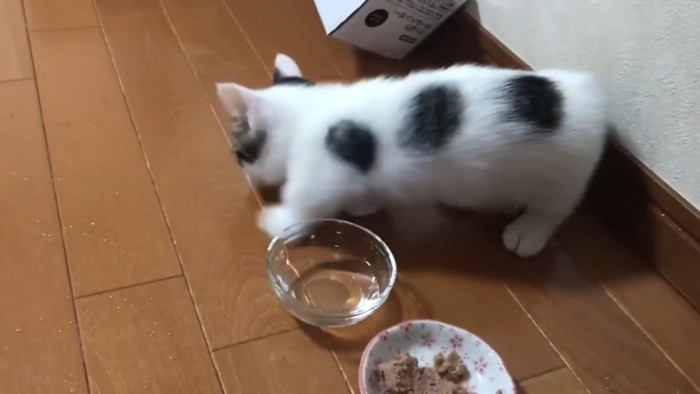 水の横を覗き込む子猫