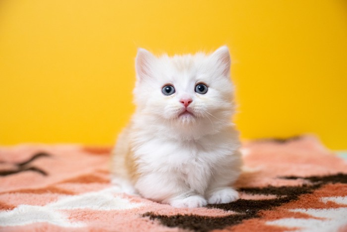 正面を向いて座っているミヌエットの子猫