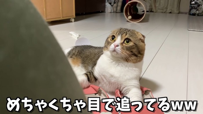 上を向く猫