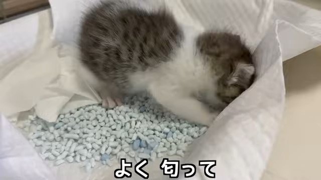 トイレのにおいを嗅ぐ子猫