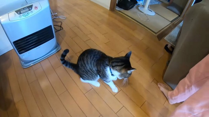 足を狙う猫