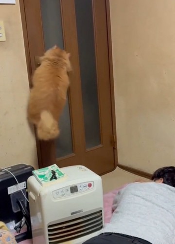 再度ジャンプする猫