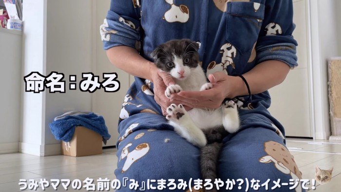 子猫命名