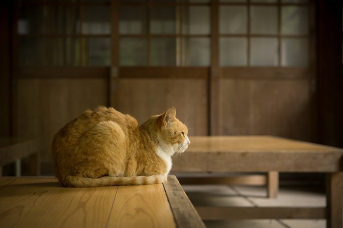 背中丸めてる猫